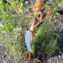 Load image into Gallery viewer, Nisaku MINI CUT KAMA Japanese Stainless Steel Saw Tooth Sickle, 8-Inch
